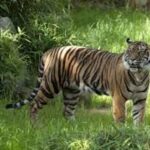 उत्तराखंड में गुलदार का भयंकर खौफ: बच्चों की सुरक्षा के लिए कई स्कूलों में ताला, वन विभाग मुस्तैद